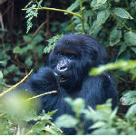Au moins 4 gorilles ont t tus par balles dimanche dernier prs du poste de patrouille de Bikenge-Bukima, Groupement de Gisigari, territoire de Rutshuru, au Parc national de Virunga. La population de Rumangabo exige des claircissements sur leur massacre, rapporte radiookapi.net