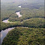 Forêt équatoriale - Congo