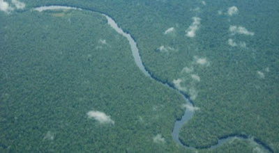 La foret quatoriale du Congo