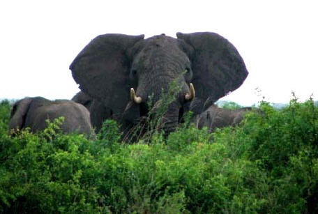 Les restes de trois lphants abattus mercredi dernier par les combattants hutus rwandais de FDLR ont t dcouverts jeudi par les gardes de parc de la station de la Rwindi de l'ICCN (Institut congolais de la conservation de la nature) entre Kibirizi et Rwindi, rapporte radiookapi.net