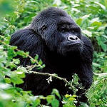 Gorille de montagne dans le park national de Virunga