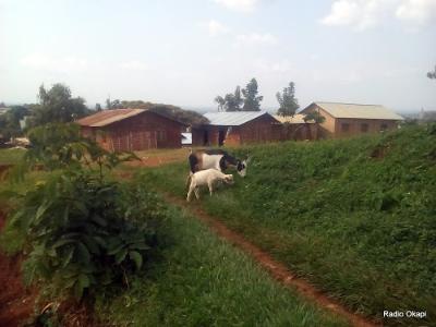 Des chèvres en train de brouter près de la crèche de la cathédrale de Beni (Nord-Kivu). 15/11/2016. Ph. Radio Okapi/Freddy Lufulwabo