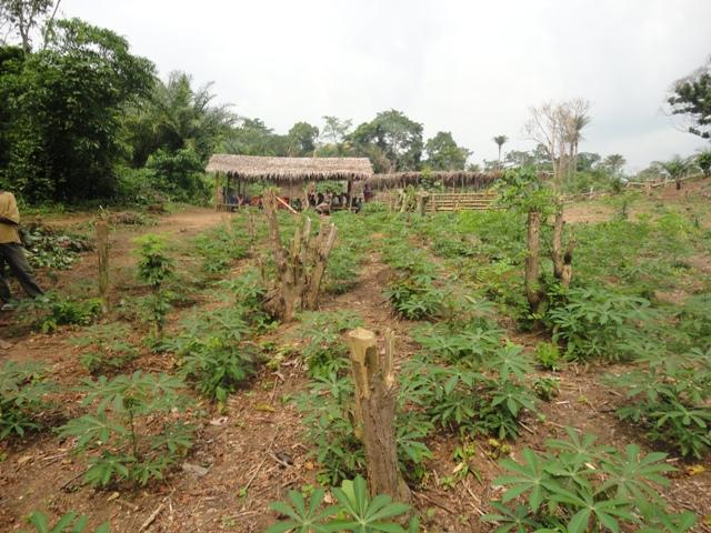 Renforcement des capacits sur les techniques agricoles pour une agriculture durable et la reduction de la prssion sur la fort programme SOIL AWF-CIAT TSBF dans les territoire de DJOLU et BEFALE